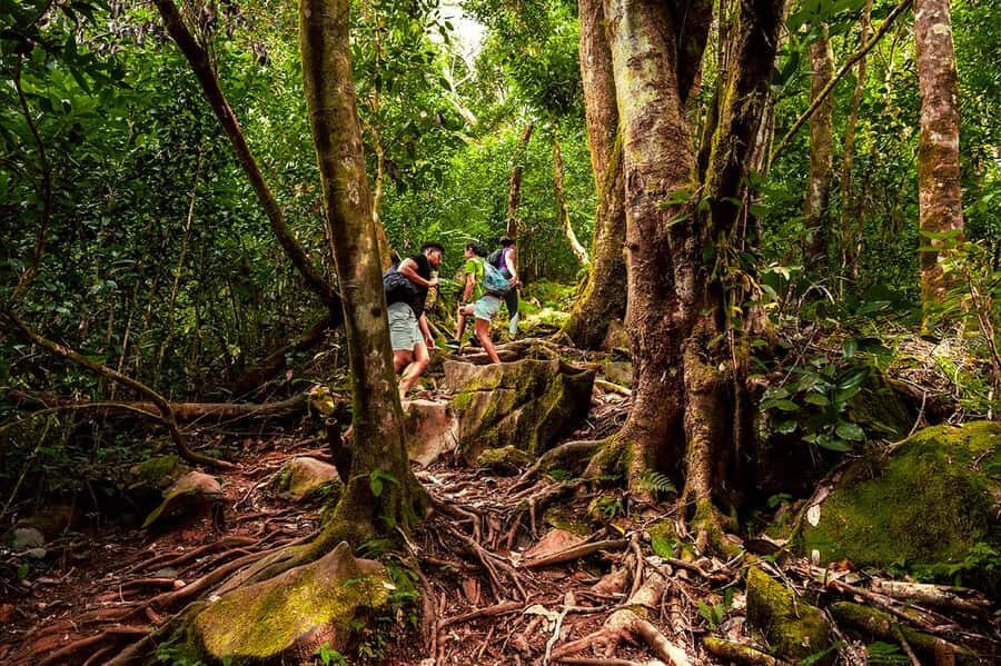 From Mahe: Guided Nature Trail Walk to Morne Blanc - Morne Blanc Above the Tea Plantation: What Makes This Trail Special