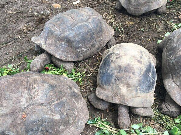 Full day (5-6 hours) island tour on Mahé with pick-up - Spice Garden and the Medicinal Herb Lesson