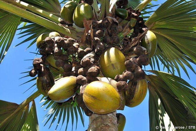 Full Day Discovery Tour of Vallee de Mai and Anse Lazio on Praslin Island - Key things I’d plan for