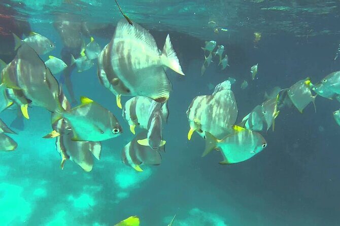 Full Day Reef Safari at St Anne Marine Park Seychelles - Ile Moyenne: tortoises, a small-park feel, and the one part to plan around
