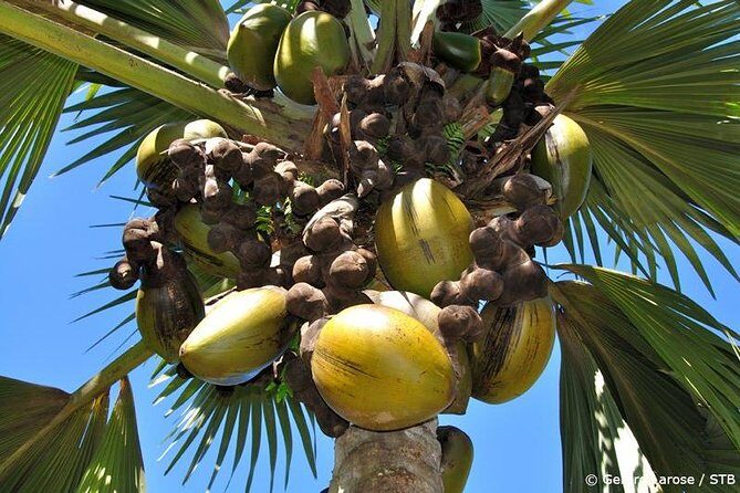 Half Day Discovery Tour of Vallee de Mai on Praslin Island - Four hours in Vallee de Mai: what this tour really feels like