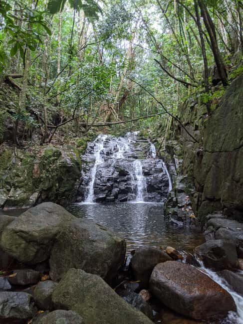 Jungle Adventure Hike:Climb, Waterfall, Discover Seychelles! - Jungle first: what the Grand Anse walk really feels like