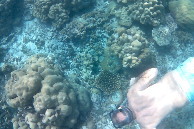 Praslin Curieuse, St Pierre &AnseLafarine fullday trip CreoleBBQ - St Pierre Island snorkeling: clear water and different fish
