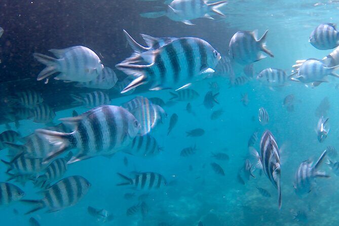 Praslin Curieuse, St Pierre &AnseLafarine fullday trip CreoleBBQ - Included vs extra costs: how the $90.71 value adds up