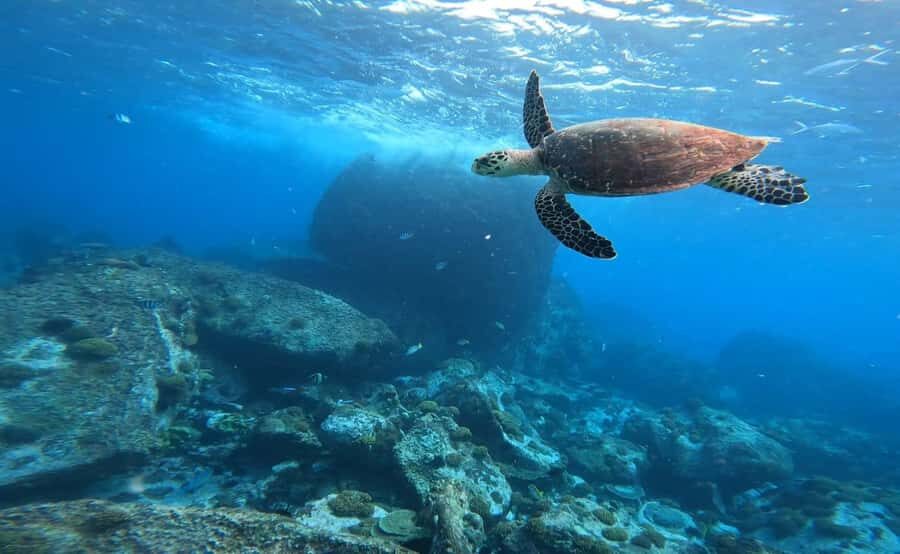 Praslin: Curieuse & St-Pierre Boat Adventure with Snorkeling - Laraie Bay ranger area: close-up giant tortoises and beach time