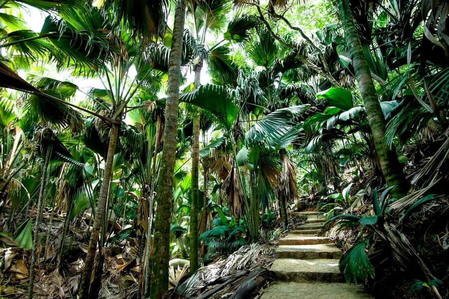 Praslin: Vallee de Mai Guided Hike with Transfer - Quick highlights