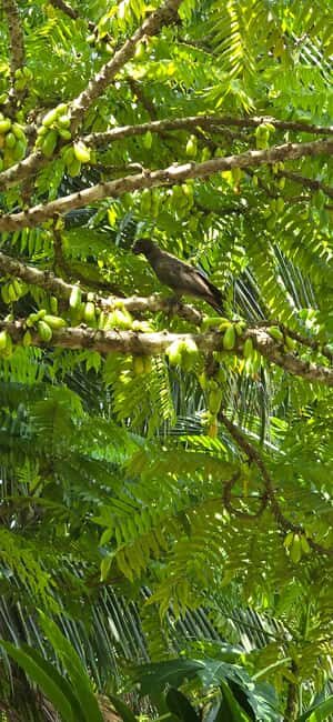 Praslin:Private Tour ValleDeMai,CoteD'orMuseum & AnseLazio - Key highlights you’ll feel fast