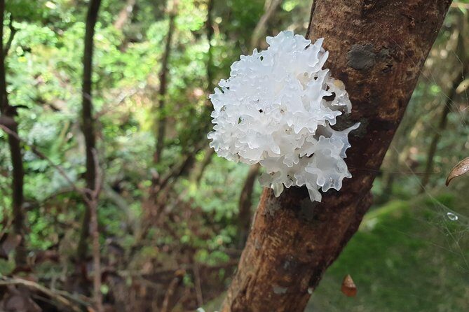 Private Nature Tours & Trail 1 to 5 persons - Key things that make this Mahé nature day work