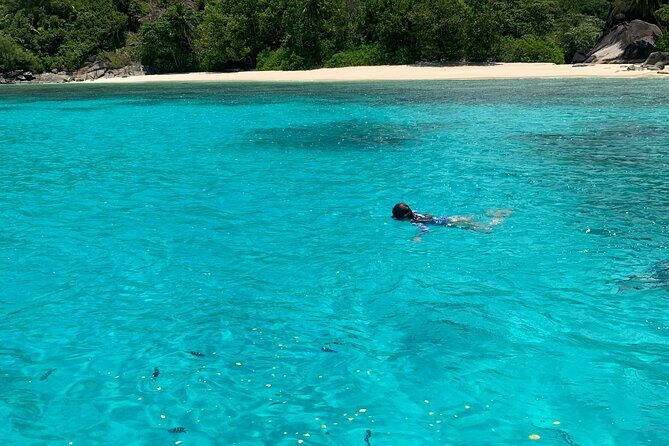 Reef Safari - Snorkeling, Fish Feeding & Lunch (Shared Day Trip) - From Victoria to St. Anne: how the morning runs