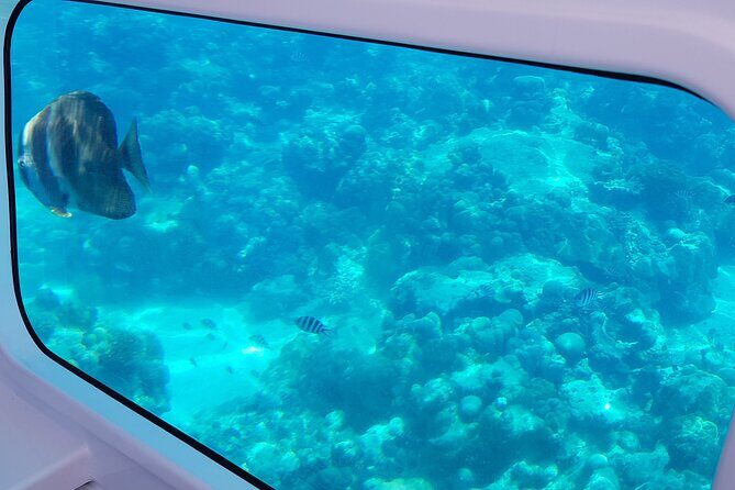 Semi Submarine Tour in Saint Anne Marine National Park - How Eden Island and a semi-submarine change the game