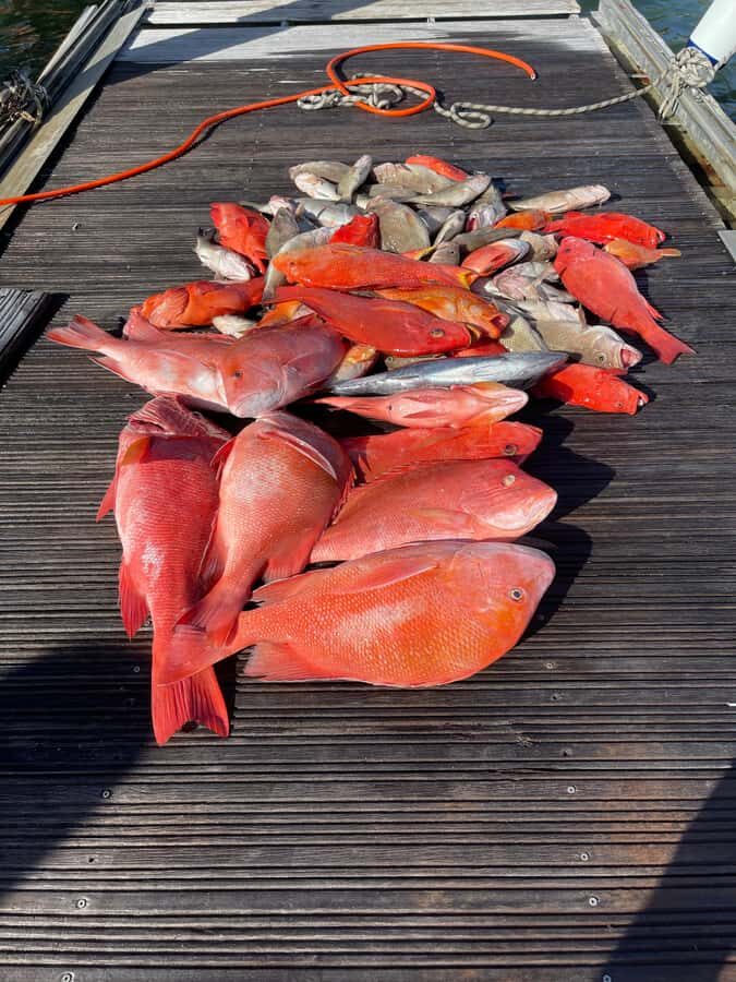 Seychelles: Guided Fishing Trip with Pickup and Equipment - Price and Value: What $766 Per Group Gets You