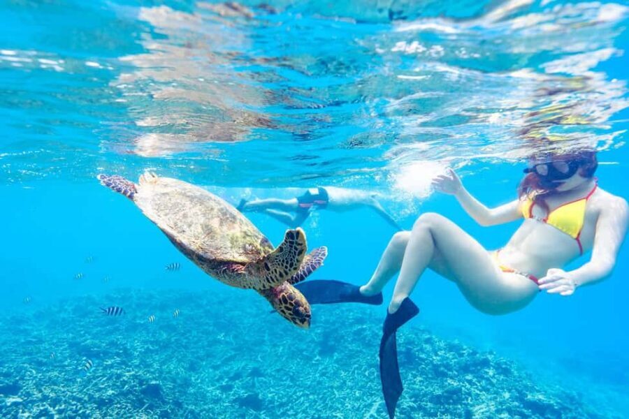 Sister, Coco, and Felicite Island: Seychelles Catamaran Tour - The real itinerary rhythm: from private island to reefs to a smooth return