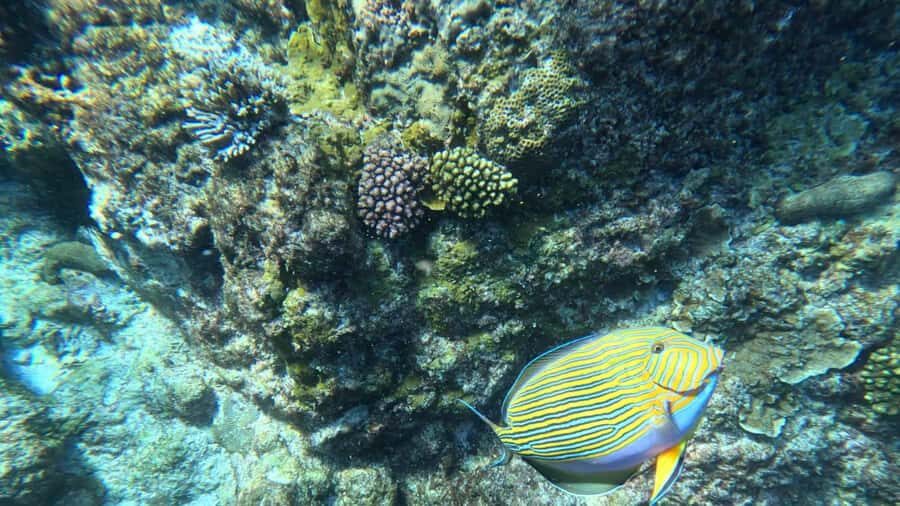 Snorkeling St-Pierre Marine Park and Anse Petite Cour - Price and logistics: what you’re really paying for