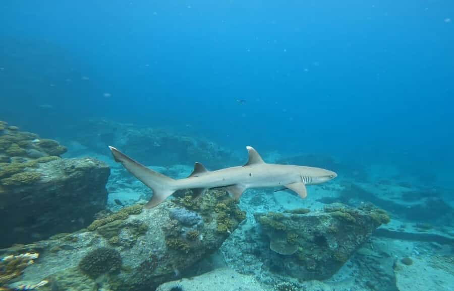 Snorkeling St-Pierre Marine Park and Anse Petite Cour - Group size and pacing: why the “small group” part is real value