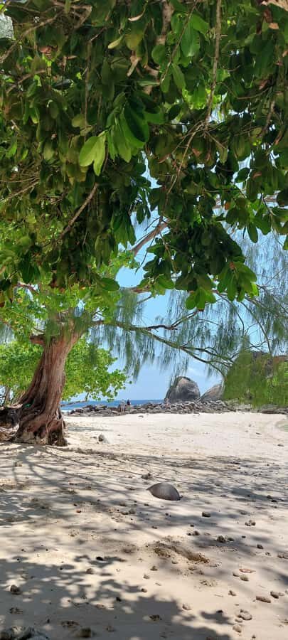 Tour Mahe Seychelles your way. Victoria national park beache - Takamaka rum factory and tea: good, local stops that break the beach loop