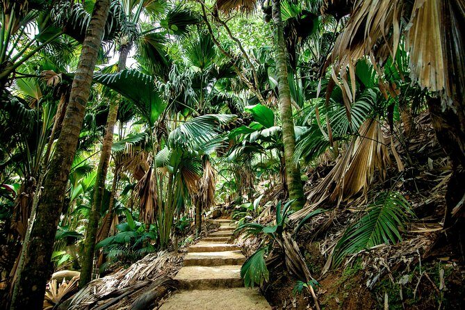 Vallee de Mai Tour (From Praslin) - Key things I’d focus on before you go