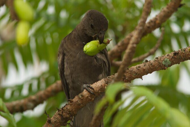 Vallee de Mai Tour (From Praslin) - Price check: what you’re really paying for at $102.75