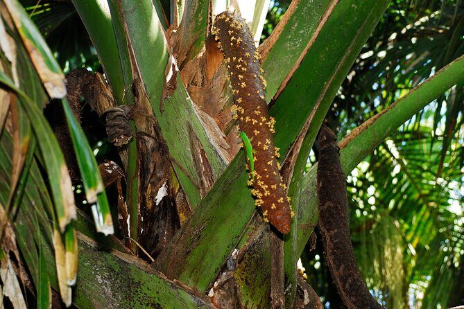 Vallee de Mai Tour (From Praslin) - What the tour includes (and what it doesn’t)